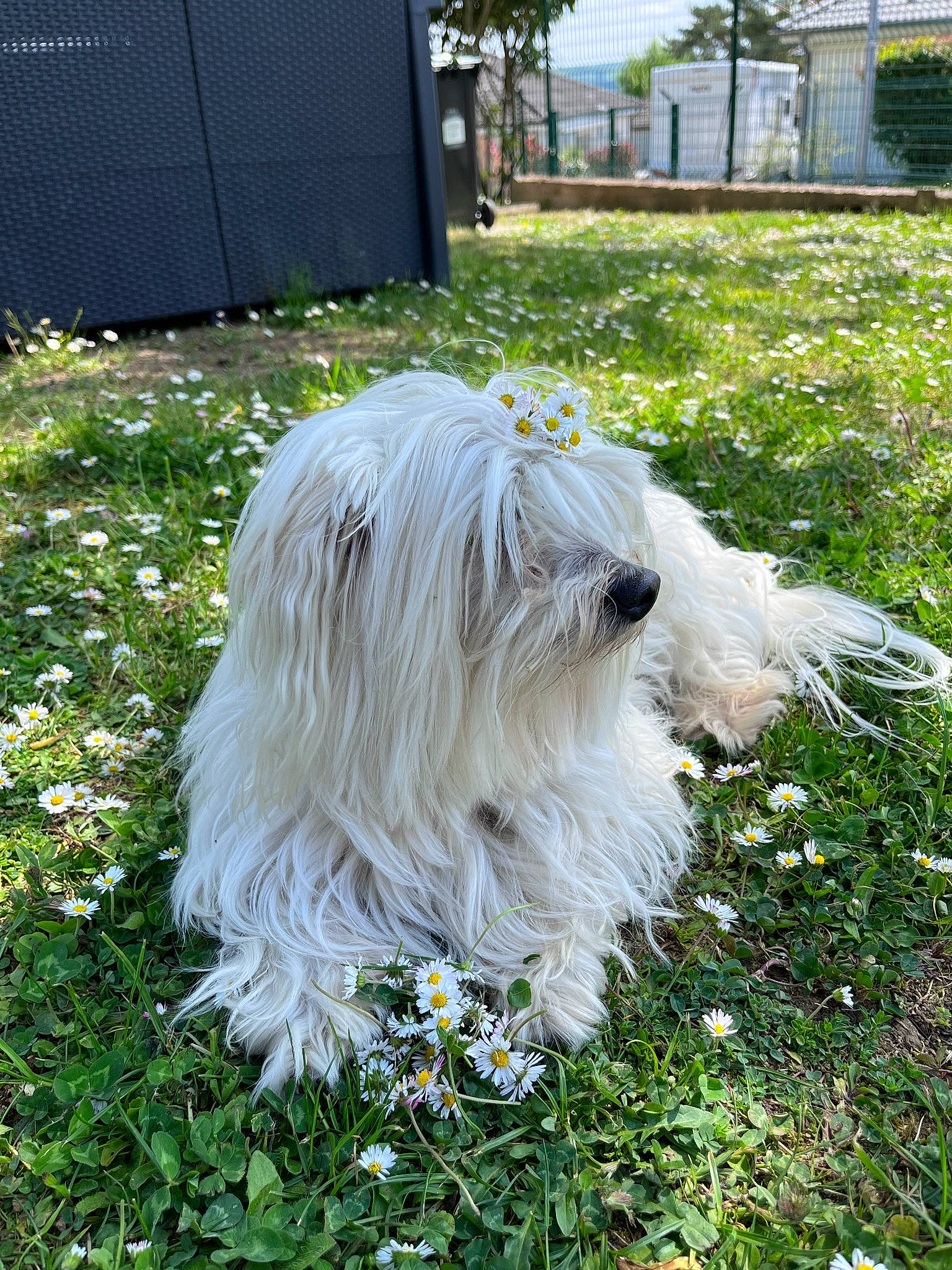 Looping a rejoint le concours — aidez-le/la à gagner de superbes lots ! canidae, carnivore, companion_dog, dog, dog_breed, flower, garden, giant_dog_breed, grass, groundcover, non_sporting_group, old_english_sheepdog, plant, shrub, small_terrier, south_russian_ovcharka, sporting_group, terrier, toy_dog, working_animal