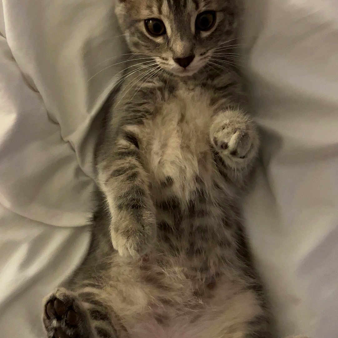 Mistigri a rejoint le concours — aidez-le/la à gagner de superbes lots ! abyssinian, angora, animal, bed, blanket, cat, couch, cushion, furniture, homedecor, kitten, manx, person, pet, siamese, sleeping