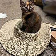 Harley joined the competition — help win amazing prizes! kitten, cat, tortoiseshell, pet, animal, sitting, sunhat, woven_hat, basket_texture, indoor, living_room, carpet, furniture, cozy, portrait, looking_at_camera, ears, whiskers, black_fur, brown_fur