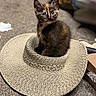 kitten, cat, tortoiseshell, pet, animal, sitting, sunhat, woven_hat, basket_texture, indoor, living_room, carpet, furniture, cozy, portrait, looking_at_camera, ears, whiskers, black_fur, brown_fur