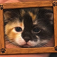 El Aweenie joined the competition — help win amazing prizes! cat, kitten, calico, animal, pet, feline, close_up, portrait, framed, wooden_frame, paw_prints, whiskers, eyes, nose, fur, black, orange, white, indoor, funny