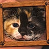 cat, kitten, calico, animal, pet, feline, close_up, portrait, framed, wooden_frame, paw_prints, whiskers, eyes, nose, fur, black, orange, white, indoor, funny