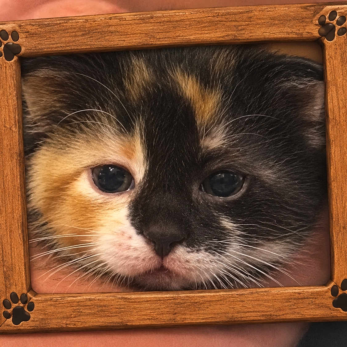 El Aweenie joined the competition — help win amazing prizes! cat, kitten, calico, animal, pet, feline, close_up, portrait, framed, wooden_frame, paw_prints, whiskers, eyes, nose, fur, black, orange, white, indoor, funny