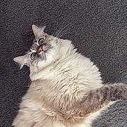 Luna a rejoint le concours — aidez-le/la à gagner de superbes lots ! animal, blue_eyes, carpet, cat, close_up, curious, cute, domestic_cat, feline, fluffy, indoor, laying_down, mammal, pet, portrait, relaxed, soft_fur, texture, whiskers