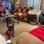 french_bulldog, dog, pet, carpet, living_room, sofa, blanket, dog_crate, television, vintage_furniture, table, lamp, curtains, window, decor, cushion, plant, photo_frame, indoor, cozy