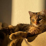 Ruby a rejoint le concours — aidez-le/la à gagner de superbes lots ! cat, tabby, sunlight, shadow, relaxed, feline, pet, fur, whiskers, ears, animal, indoor, cozy, resting, texture, striped, closeup, warm, soft, comfort