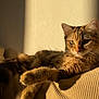 cat, tabby, sunlight, shadow, relaxed, feline, pet, fur, whiskers, ears, animal, indoor, cozy, resting, texture, striped, closeup, warm, soft, comfort