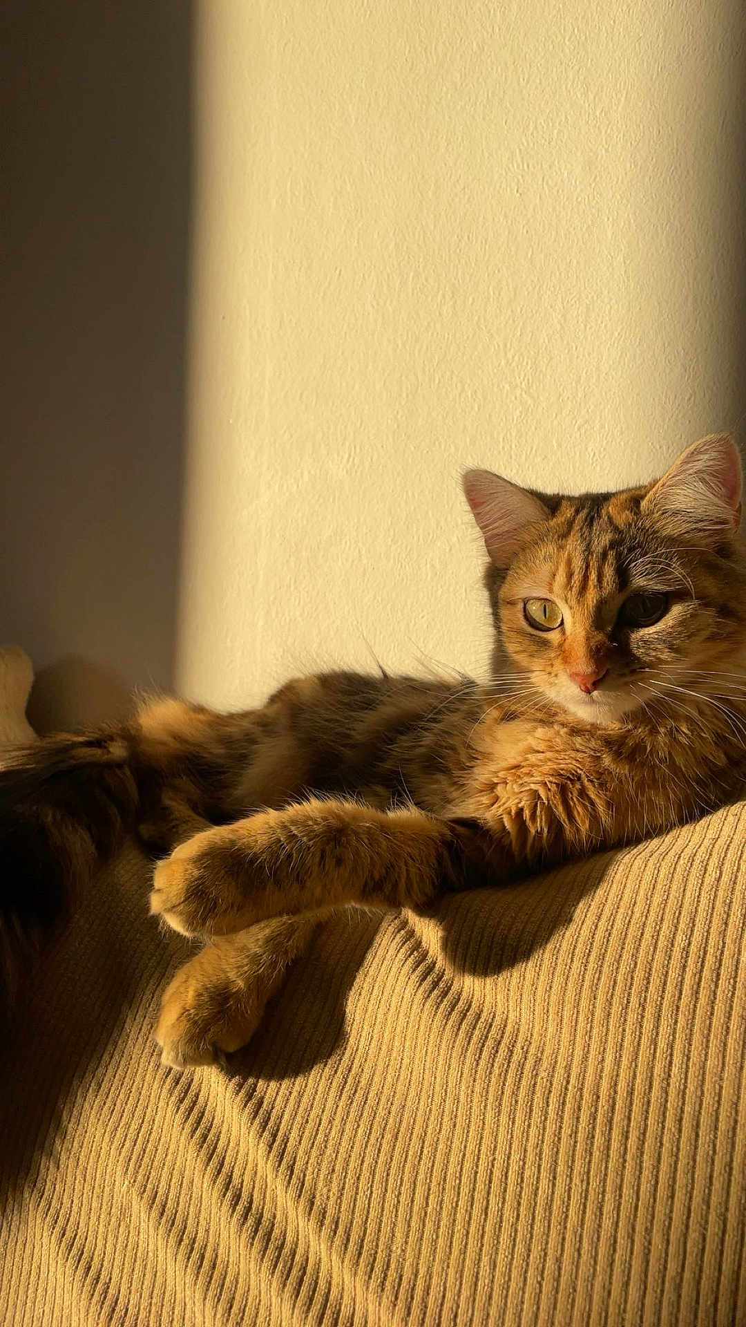 Ruby a rejoint le concours — aidez-le/la à gagner de superbes lots ! cat, tabby, sunlight, shadow, relaxed, feline, pet, fur, whiskers, ears, animal, indoor, cozy, resting, texture, striped, closeup, warm, soft, comfort