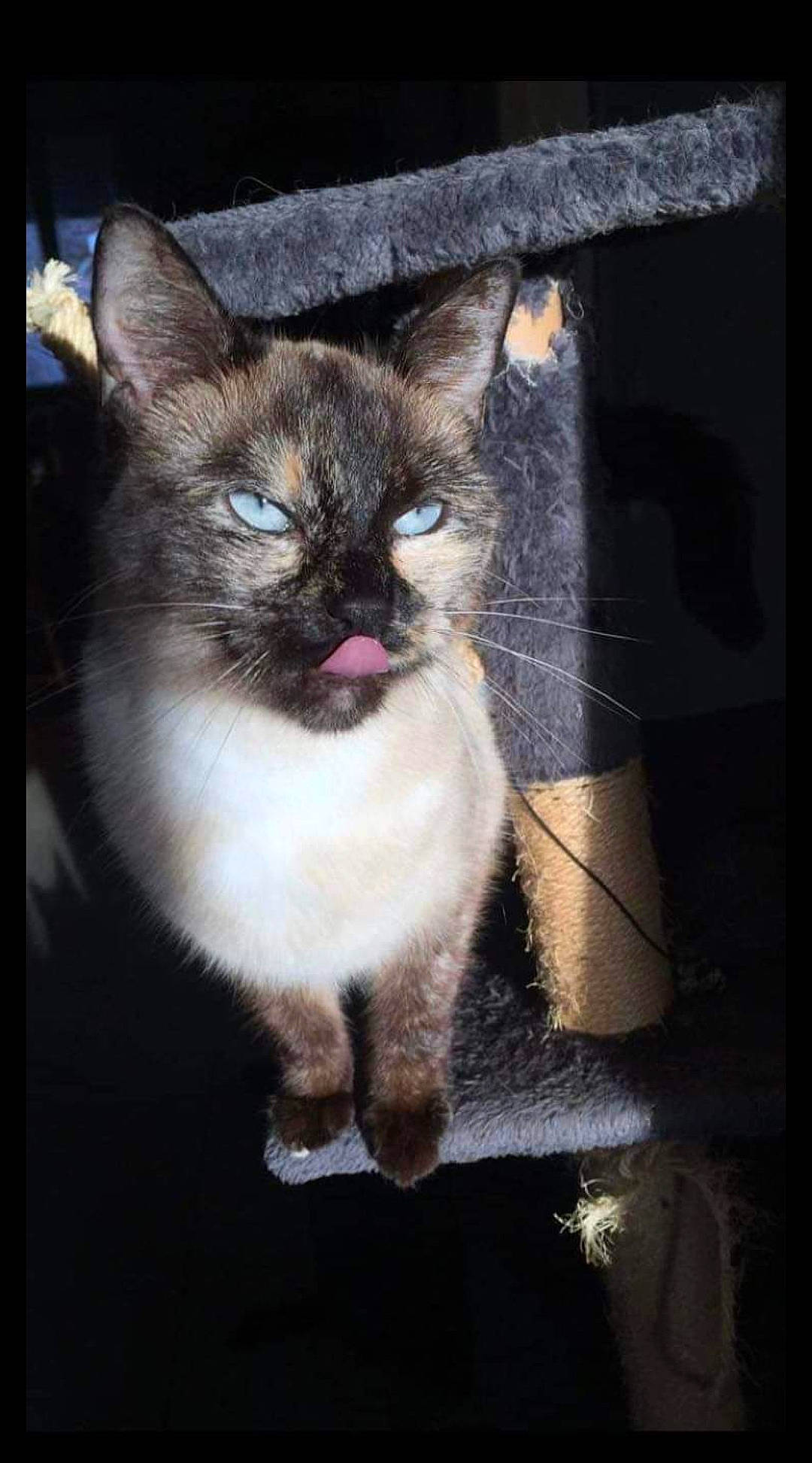 Hayabusa a rejoint le concours — aidez-le/la à gagner de superbes lots ! carnivore, cat, darkness, domestic_short_haired_cat, door, fawn, felidae, fur, paw, photo_caption, picture_frame, plant, rectangle, siamese, small_to_medium_sized_cats, snout, tail, tints_and_shades, whiskers, window