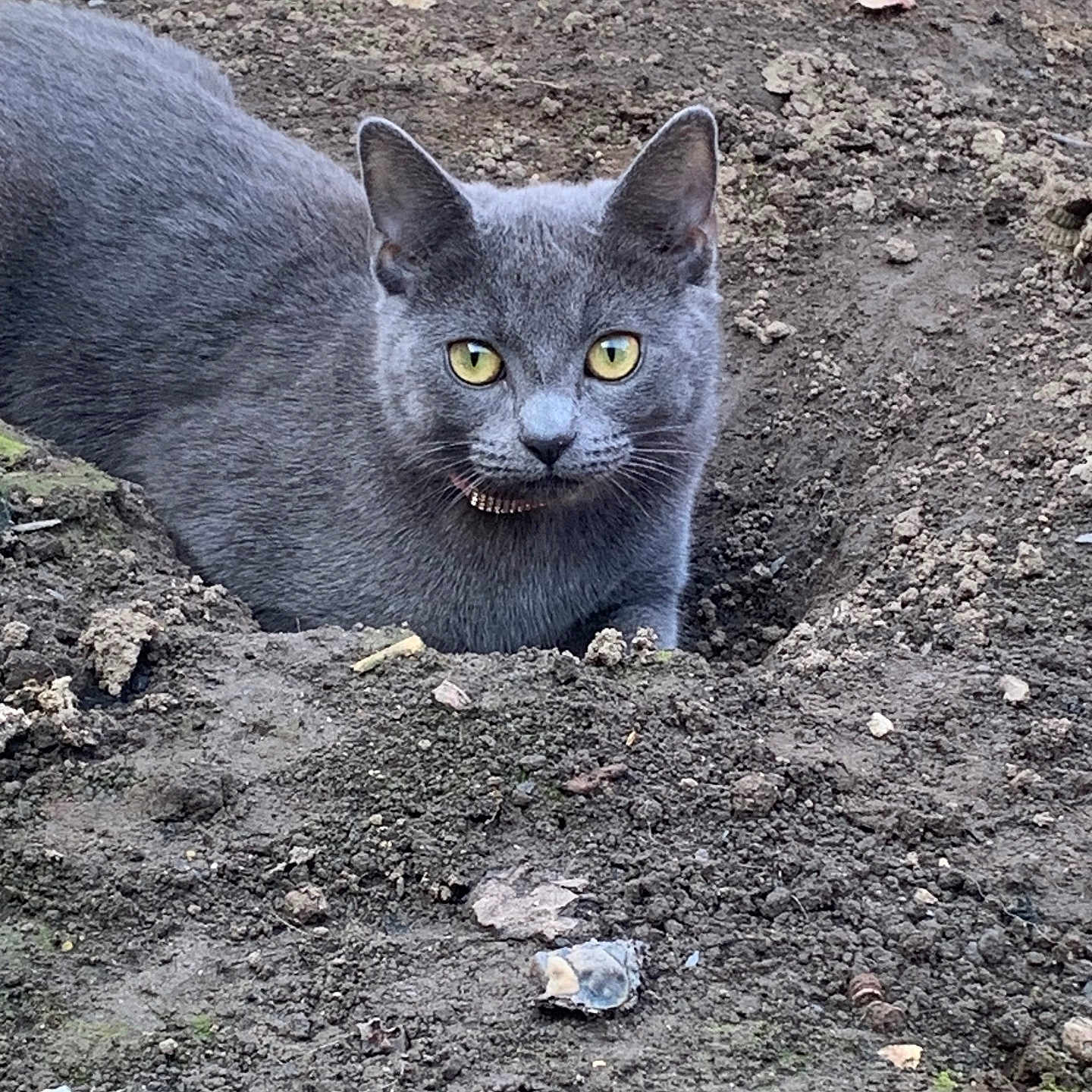 Smokey is registered to the contest to win money with this photo: abyssinian, angora, animal, backyard, blackcat, cat, egyptiancat, grass, gravel, kitten, manx, nature, outdoors, pet, plant, road, rock, slate, soil, yard