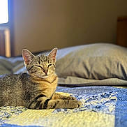 Willow is registered to the contest to win money with this photo: kitten, cat, tabby, pet, animal, bed, quilt, indoor, resting, cute, feline, cozy, fur, whiskers, ears, paws, sleepy, sunlight, window, home