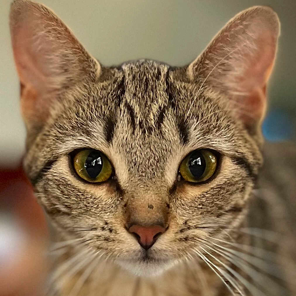 Willow is registered to the contest to win money with this photo: animal, cat, close_up, curious, cute, domestic_animal, ears, face, feline, focused, fur, head, indoor, mammal, pet, portrait, soft_background, tabby, whiskers, yellow_eyes