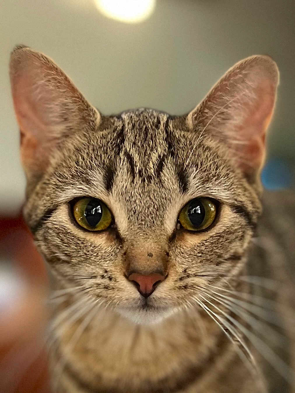 Willow is registered to the contest to win money with this photo: cat, tabby, close_up, portrait, animal, pet, feline, whiskers, ears, yellow_eyes, fur, indoor, curious, focused, mammal, domestic_animal, soft_background, cute, head, face