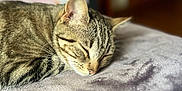 Willow is registered to the contest to win money with this photo: cat, tabby, sleeping, resting, closeup, feline, pet, fur, whiskers, ears, cozy, blanket, soft, indoor, relaxed, peaceful, animal, bedroom, domestic, cute