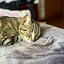cat, tabby, sleeping, resting, closeup, feline, pet, fur, whiskers, ears, cozy, blanket, soft, indoor, relaxed, peaceful, animal, bedroom, domestic, cute