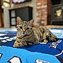 Willow joined the competition — help win amazing prizes! cat, tabby, pet, animal, indoor, quilt, blue, relaxing, feline, cute, whiskers, ears, paws, fur, home, living_room, fireplace, television, blurred_background, cozy