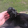 animal, black_cat, cat, closeup, domestic_cat, fur, greenery, hand, human_interaction, indoor, nature, outdoor, pet, relaxed, resting, scratching, sunlight, whiskers, window_screen, window_sill