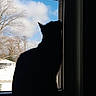 Bebe is registered to the contest to win money with this photo: animal, bare_trees, blanket, blue_sky, cat, clouds, cozy, daylight, house, indoor, looking_out, nature, pet, quiet, silhouette, sky, still_life, tree, window, winter