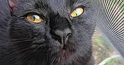 Bebe joined the competition — help win amazing prizes! animal, black_cat, cat, close_up, curious, domestic_animal, eye_reflection, face, fur, indoor, looking_up, nature, outdoor, pet, portrait, texture, whiskers, window, window_screen, yellow_eyes