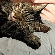 Cabo Jolley is registered to the contest to win money with this photo: cat, tabby, sleeping, paw, fur, whiskers, bed, blanket, pink, gray, cozy, relaxed, indoor, pet, animal, closeup, rest, cute, feline, nap