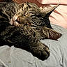 cat, tabby, sleeping, paw, fur, whiskers, bed, blanket, pink, gray, cozy, relaxed, indoor, pet, animal, closeup, rest, cute, feline, nap