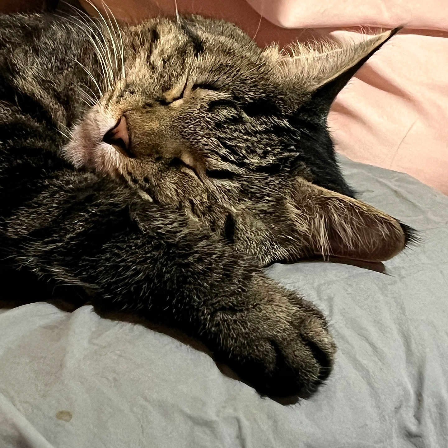 Cabo Jolley is registered to the contest to win money with this photo: cat, tabby, sleeping, paw, fur, whiskers, bed, blanket, pink, gray, cozy, relaxed, indoor, pet, animal, closeup, rest, cute, feline, nap