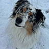 dog, australian_shepherd, snow, winter, outdoor, animal, pet, canine, fur, heterochromia, blue_eye, brown_eye, cute, looking_up, fluffy, wet_fur, nature, cold, adorable, portrait