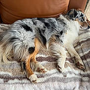 Undiz participe au concours pour gagner de l'argent avec cette photo : dog, australian_shepherd, sleeping, couch, blanket, indoor, pet, fur, cozy, relaxation, brown, white, black, tan, striped_blanket, canine, resting, furniture, curtain, home