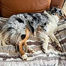 dog, australian_shepherd, sleeping, couch, blanket, indoor, pet, fur, cozy, relaxation, brown, white, black, tan, striped_blanket, canine, resting, furniture, curtain, home
