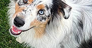 Undiz participe au concours pour gagner de l'argent avec cette photo : dog, australian_shepherd, grass, greenery, outdoor, happy, smiling, pet, animal, fluffy, fur, brown_eye, blue_eye, canine, nature, playful, friendly, portrait, looking_up, cute