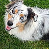 dog, australian_shepherd, grass, greenery, outdoor, happy, smiling, pet, animal, fluffy, fur, brown_eye, blue_eye, canine, nature, playful, friendly, portrait, looking_up, cute