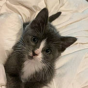 Stormi is registered to the contest to win money with this photo: kitten, cat, gray_cat, white_fur, whiskers, bed, blanket, soft, cozy, pet, cute, animal, indoor, fur, small, young, playful, resting, curious, domestic_cat