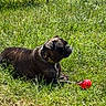 dog, brindle, grass, outdoor, sunlight, pet, animal, collar, toy, relaxed, nature, greenery, muzzle, paw, canine, playful, summer, peaceful, resting, daylight