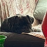 dog, pug, black_dog, couch, blanket, patterned_blanket, green_glass, indoor, pet, resting, sleepy, animal, home, furniture, cozy, face, ears, snout, paw, relaxed