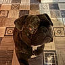 dog, brindle, pet, indoor, floor, tile_floor, animal, looking_up, brown, white_patch, cute, companion, domestic, mammal, portrait, one_animal, close_up, canine, ears, snout