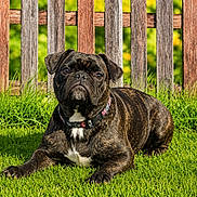 Utoo a rejoint le concours — aidez-le/la à gagner de superbes lots ! animal, brindle, canine, collar, daytime, dog, ears, fence, fur, garden, grass, greenery, laying_down, muzzle, nature, outdoor, paw, pet, portrait, sunlight