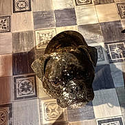 Utoo a rejoint le concours — aidez-le/la à gagner de superbes lots ! dog, brindle, powder, face, looking_up, floor, tiles, patterned_floor, shadow, indoor, pet, animal, cute, messy, expression, brown, black, small_dog, ears, canine