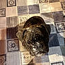 dog, brindle, powder, face, looking_up, floor, tiles, patterned_floor, shadow, indoor, pet, animal, cute, messy, expression, brown, black, small_dog, ears, canine