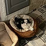 dog, pet_bed, black_and_white, small_dog, floor_tiles, decorative_tiles, indoor, cozy, resting, curious, furniture, door, wall, empty_bed, animal, companion, household, home, comfort, relaxed