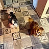 dog, small_dog, chihuahua, black_and_white_dog, brown_dog, pet, floor, tile_floor, patterned_tiles, indoor, doorway, looking_up, fluffy_tail, animal, companion, cute, domestic_animal, two_dogs, house, curious