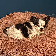 Lili-Rose a rejoint le concours — aidez-le/la à gagner de superbes lots ! dog, small_dog, black_and_white, fluffy_bed, cozy, pet, indoor, resting, fur, cute, animal, canine, bed, soft, relaxed, home, companion, lying_down, comfort, portrait