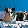 dog, fluffy, black_and_white, pet, bed, blanket, floral_pattern, indoor, resting, canine, fur, ears, face, animal, cute, companion, relaxing, blue_wall, home, cozy