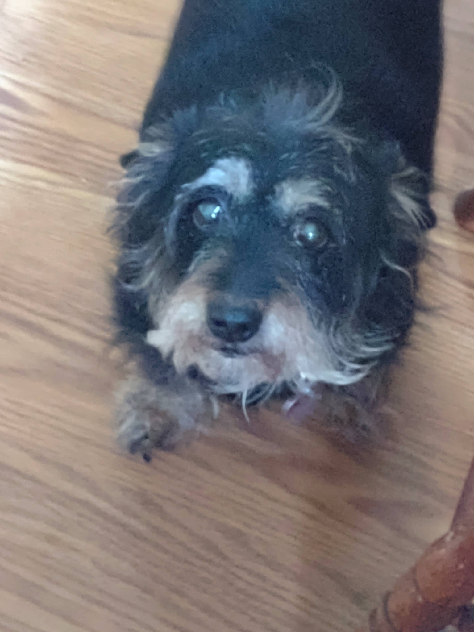 Suzymae is registered to the contest to win money with this photo: canidae, carnivore, companion_dog, dog, dog_breed, electric_blue, flooring, fur, hardwood, laminate_flooring, liver, small_terrier, snout, sporting_group, terrier, toy_dog, wood, wood_flooring, wood_stain, working_animal