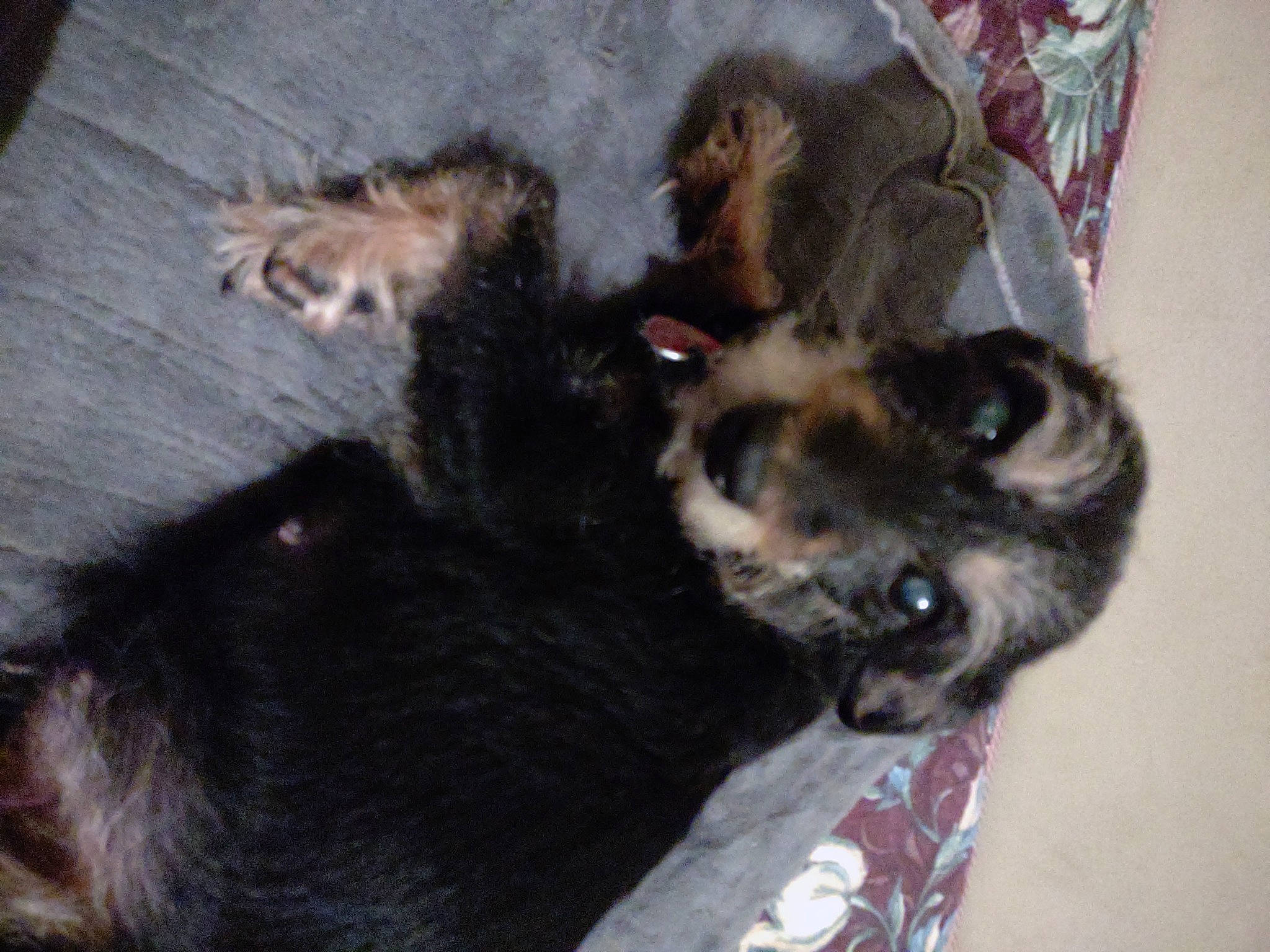 Suzymae joined the competition — help win amazing prizes! black_cat, bombay, carnivore, cat, claw, comfort, companion_dog, dog_breed, domestic_short_haired_cat, felidae, fur, paw, puppy, small_to_medium_sized_cats, snout, tail, terrestrial_animal, whiskers