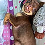 dog, puppy, brown_fur, lying_down, polka_dot_blanket, plush_toy, playful, cute, teeth, bed, indoor, pet, fur, animal, looking_up, resting, cozy, soft_toy, canine, smiling