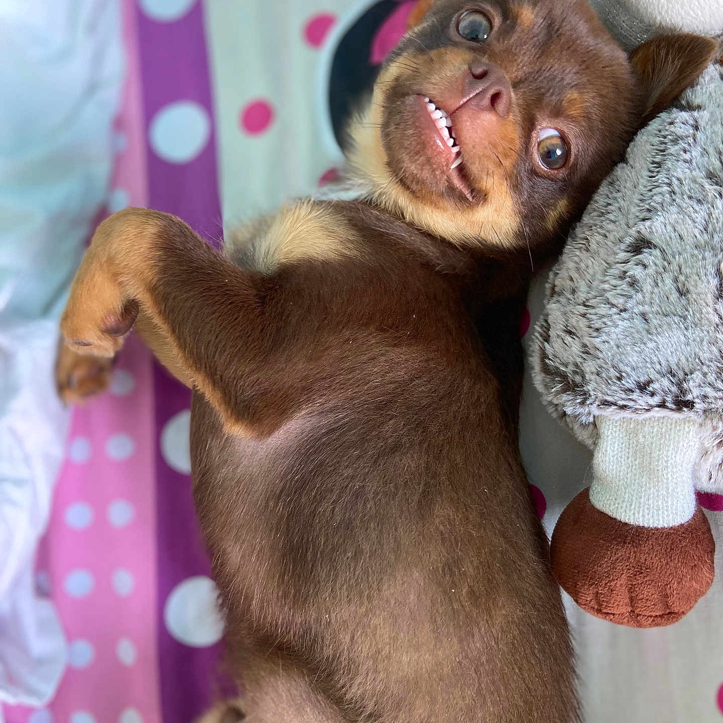Appy participe au concours pour gagner de l'argent avec cette photo : animal, bed, brown_fur, canine, cozy, cute, dog, fur, indoor, looking_up, lying_down, pet, playful, plush_toy, polka_dot_blanket, puppy, resting, smiling, soft_toy, teeth