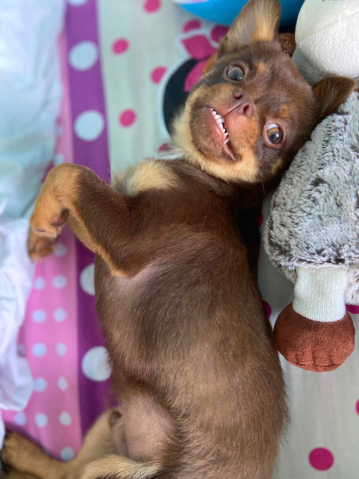 Appy participe au concours pour gagner de l'argent avec cette photo : dog, puppy, brown_fur, lying_down, polka_dot_blanket, plush_toy, playful, cute, teeth, bed, indoor, pet, fur, animal, looking_up, resting, cozy, soft_toy, canine, smiling