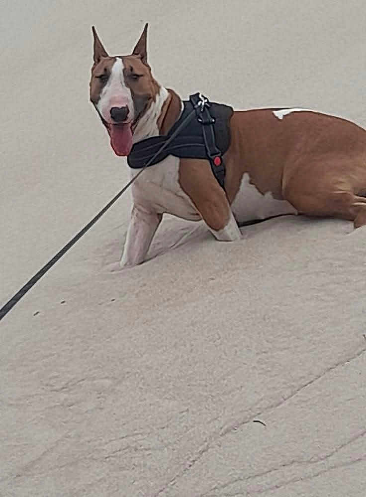 Kaïra participe au concours pour gagner de l'argent avec cette photo : dog, animal, pet, brown_and_white, harness, leash, sand, outdoor, sitting, tongue_out, canine, happy, companion, mammal, playful, friendly, snout, ears_up, walk, resting