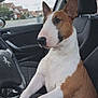 animal, brown_and_white, canine, car_interior, dashboard, daytime, dog, driver_seat, ears, house, nose, paw, pet, seat, side_mirror, steering_wheel, street, suburban, vehicle, window