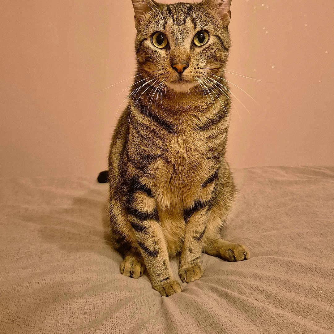 Loki a rejoint le concours — aidez-le/la à gagner de superbes lots ! animal, bed, bedspread, calm, cat, cozy, cute, domestic_animal, ears, eyes, feline, fur, indoor, looking_at_camera, mammal, pet, sitting, soft_light, tabby_cat, whiskers